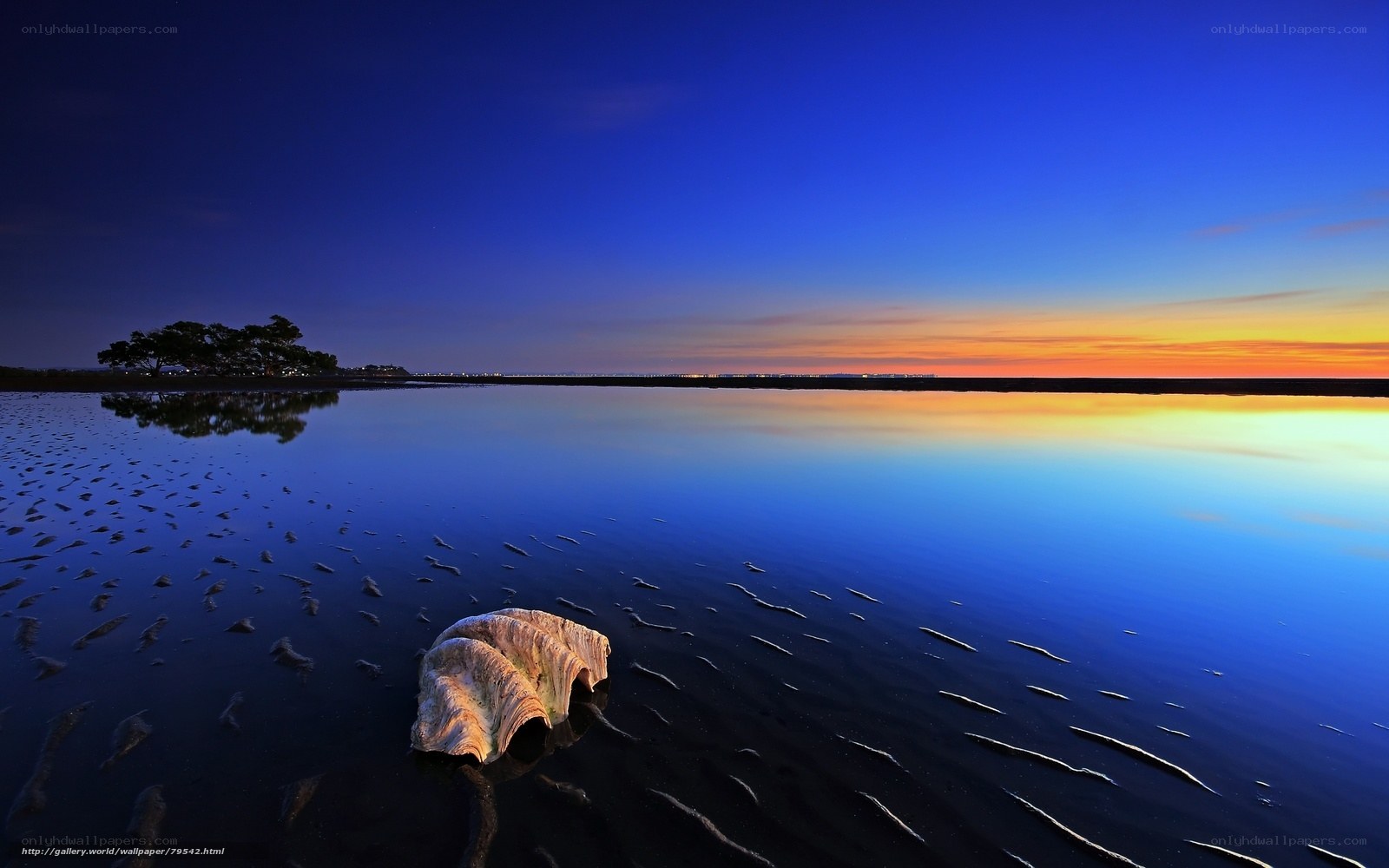 Seashell on a calm beach at dusk