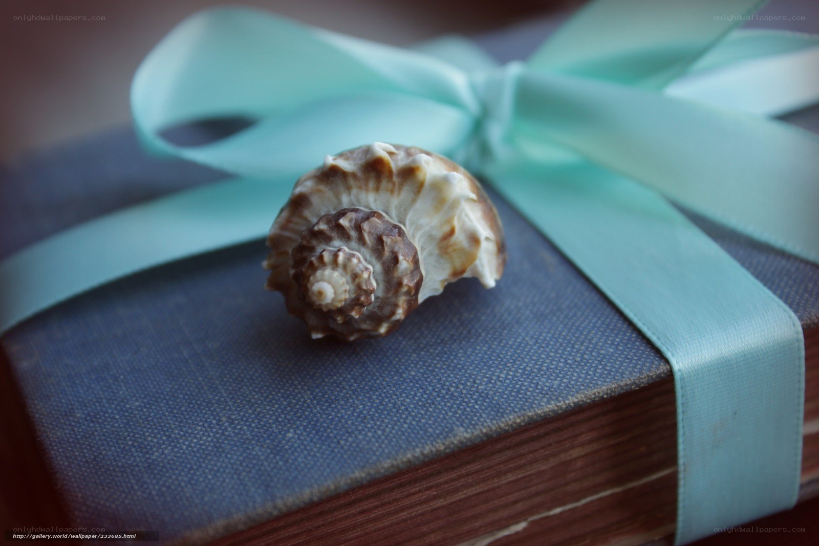 Seashell on a gift book