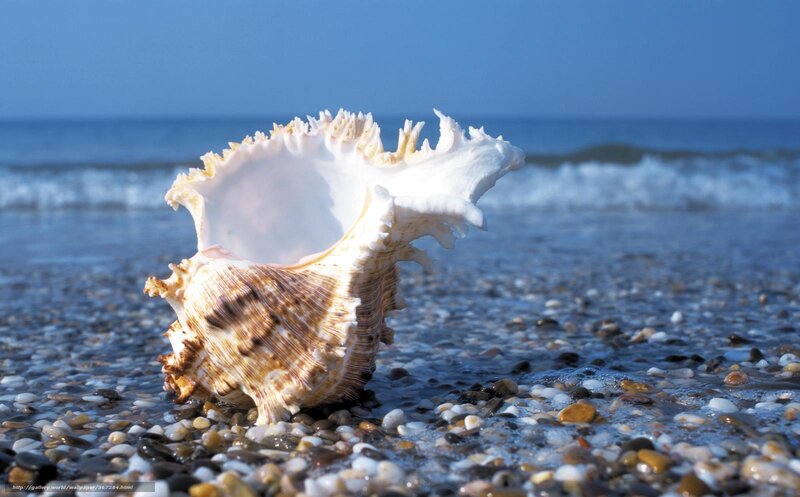 Seashell on a pebble beach