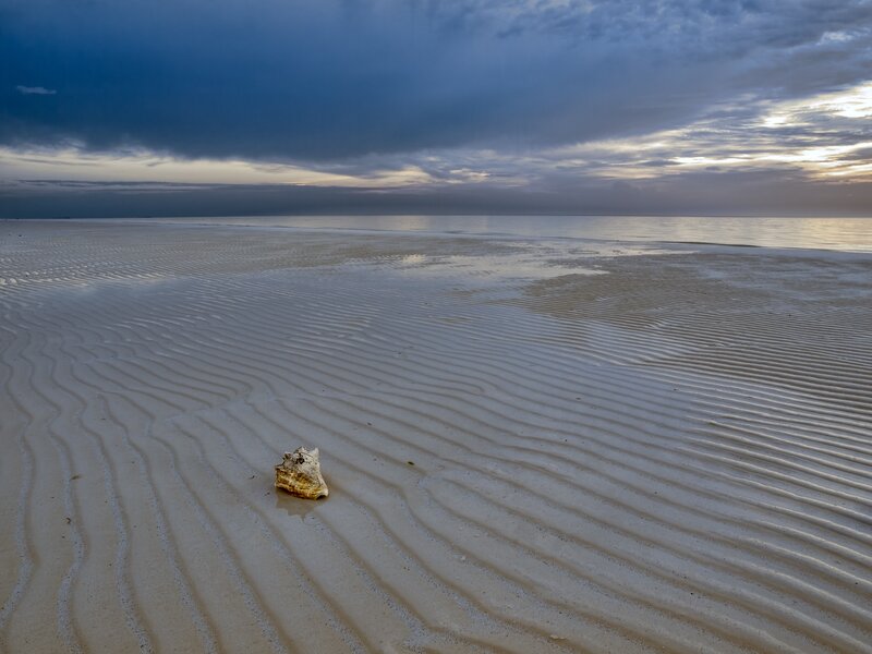 Seashell on a rippled beach