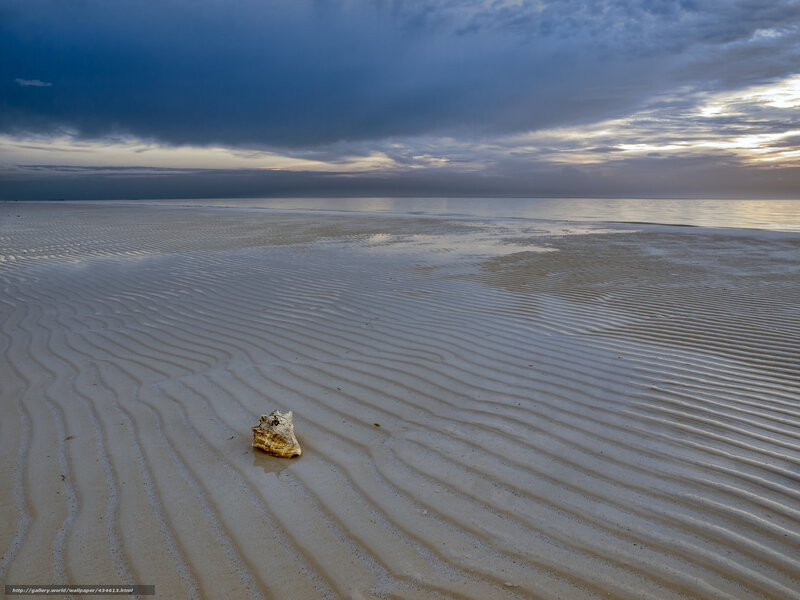 Seashell on a Ripples Beach