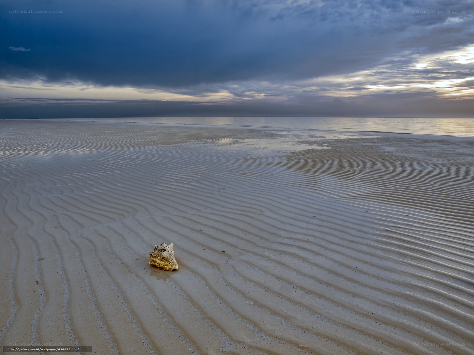Seashell on a Ripples Beach