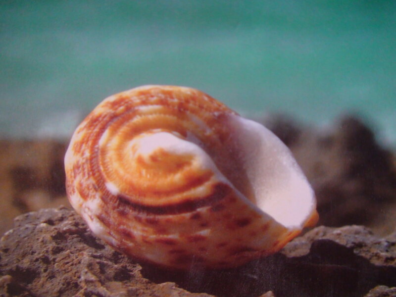 seashell on a rock