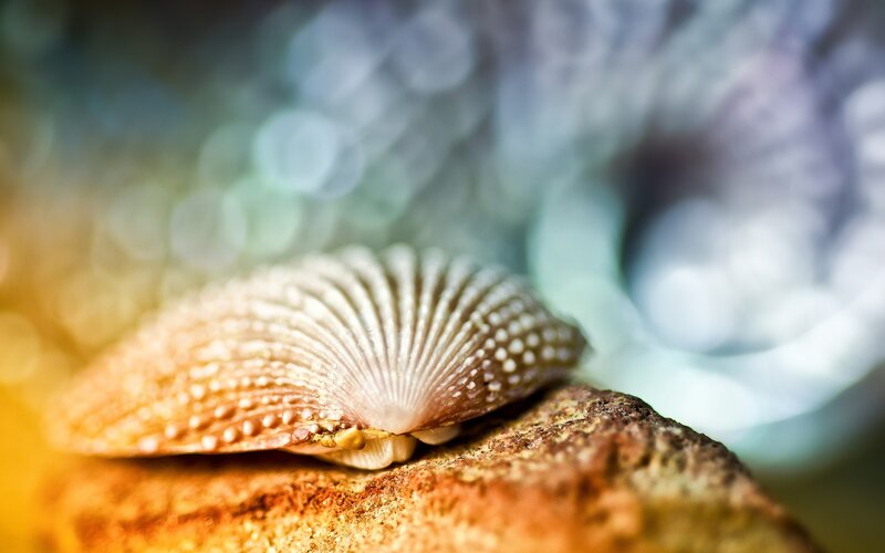 Seashell on a rock