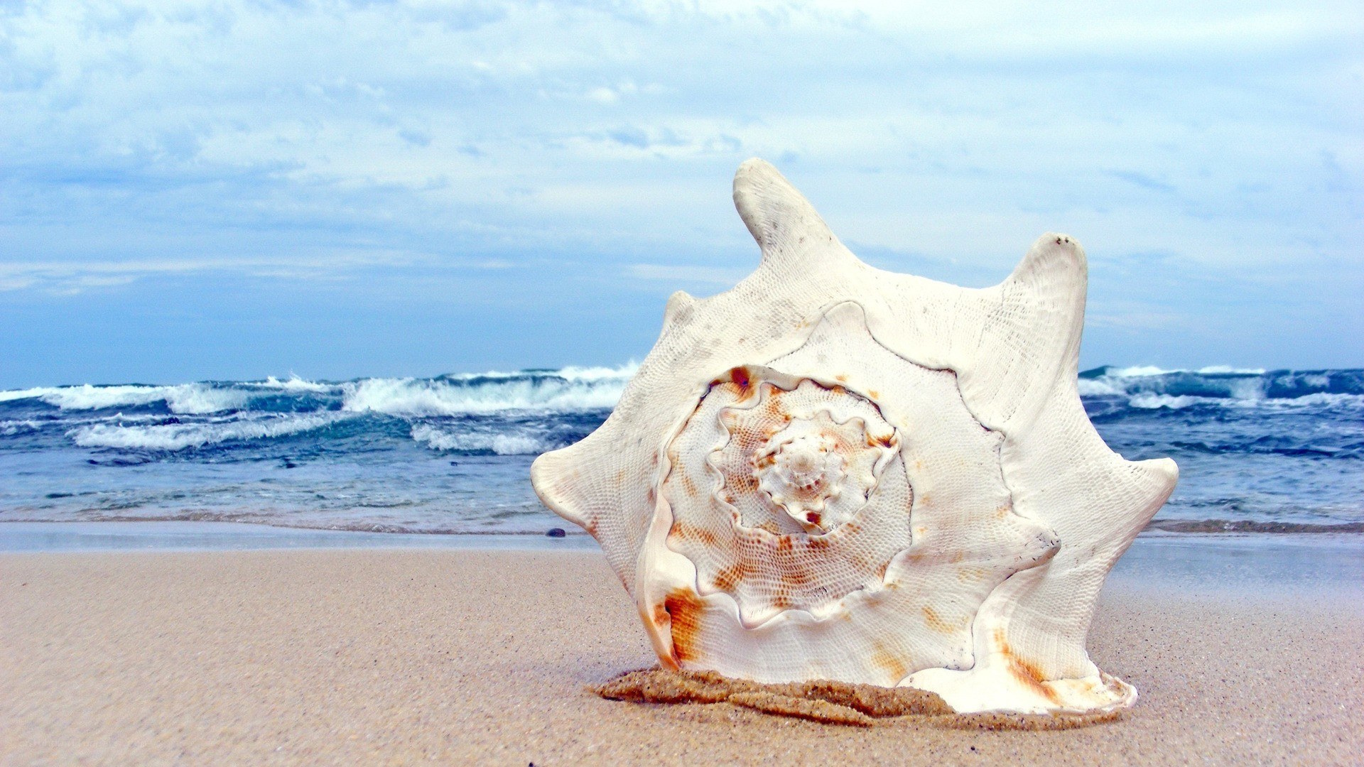 Seashell on a sandy beach