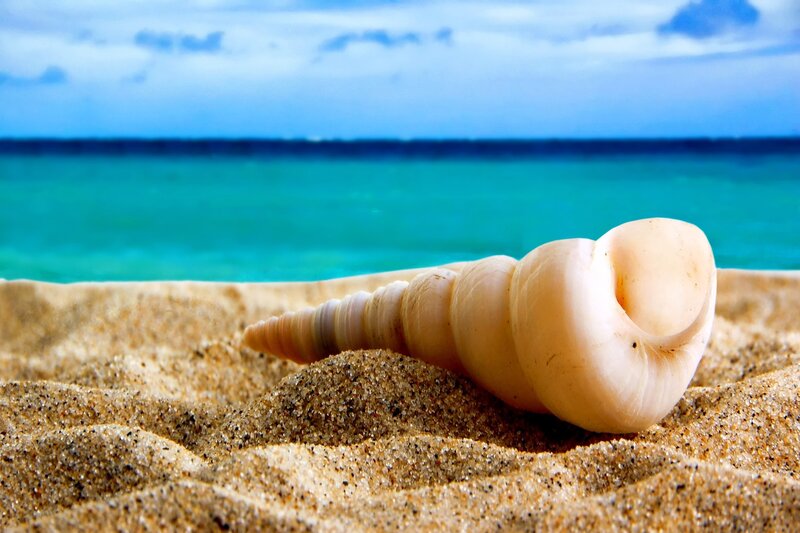 Seashell on a sandy beach