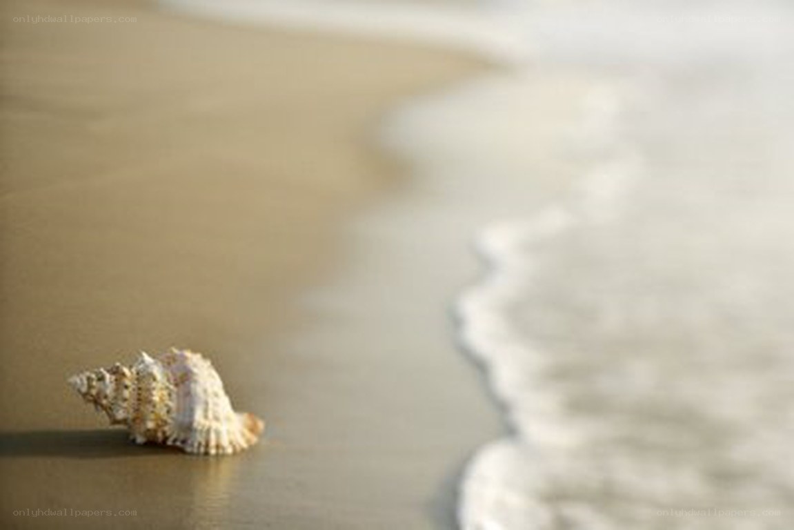 Seashell on a sandy beach