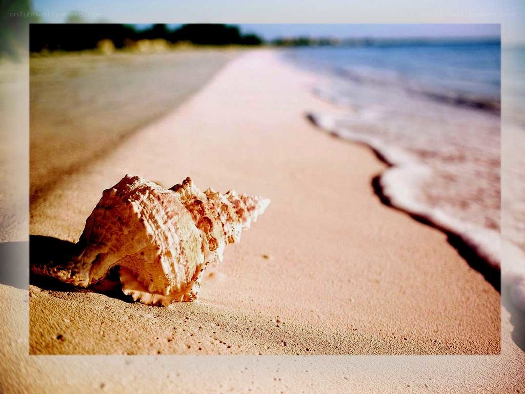 Seashell on a sandy beach