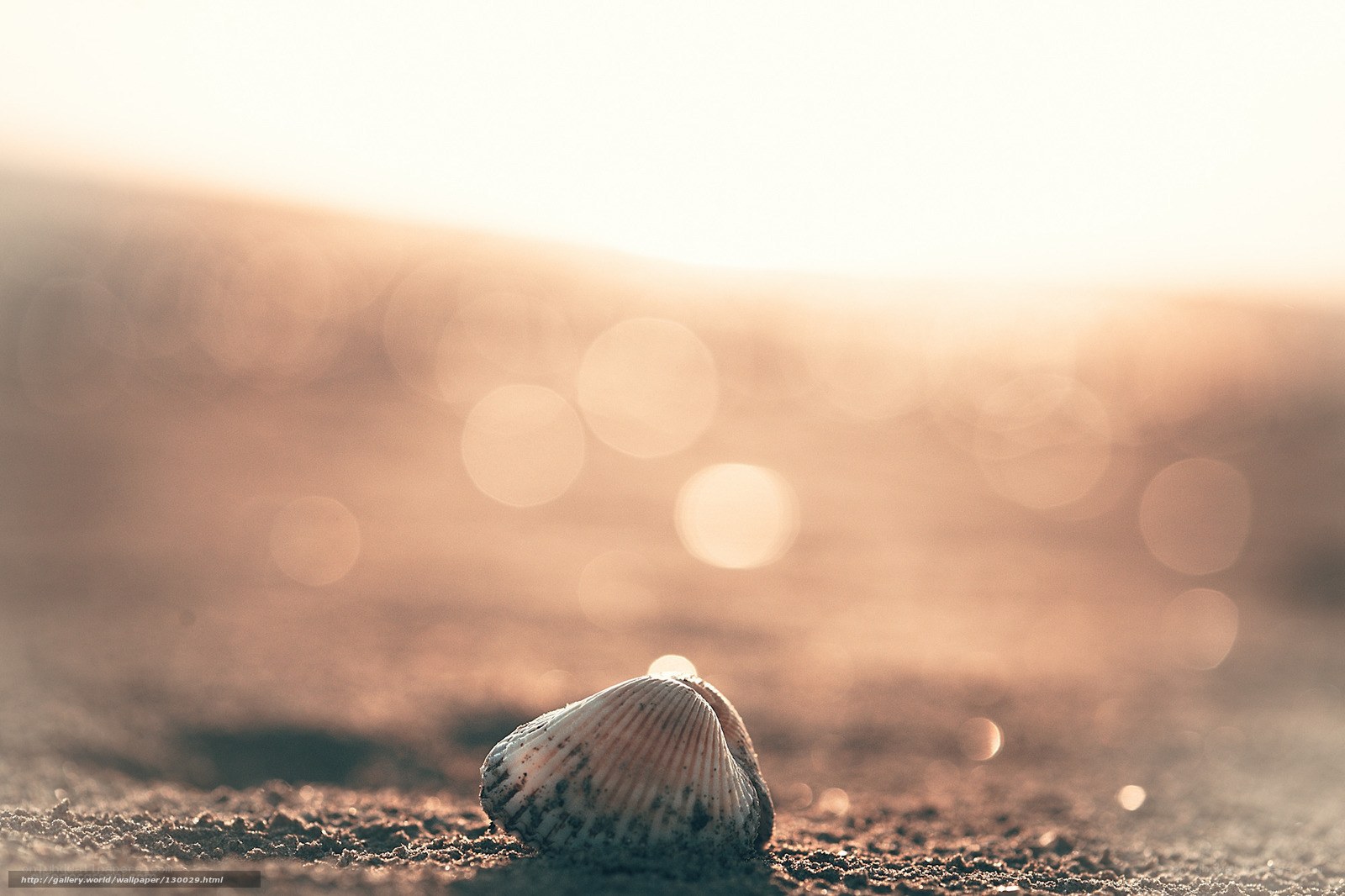 Seashell on a sandy beach