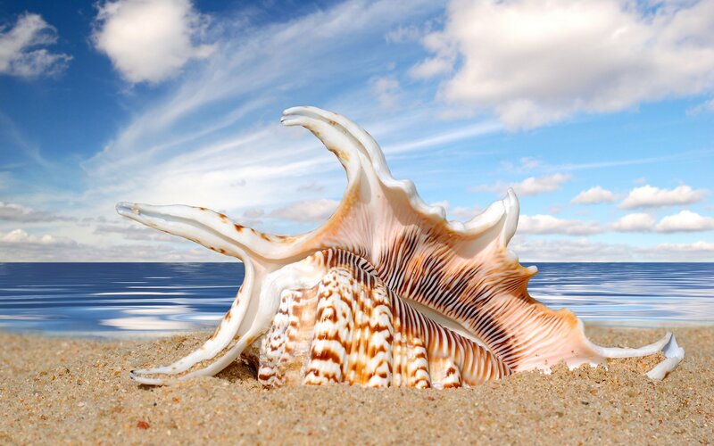 Seashell on a sunny beach