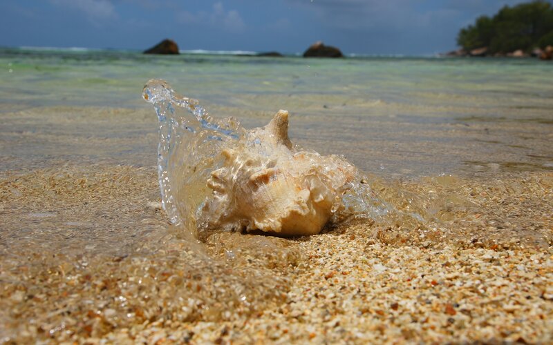 Seashell on a tropical beach