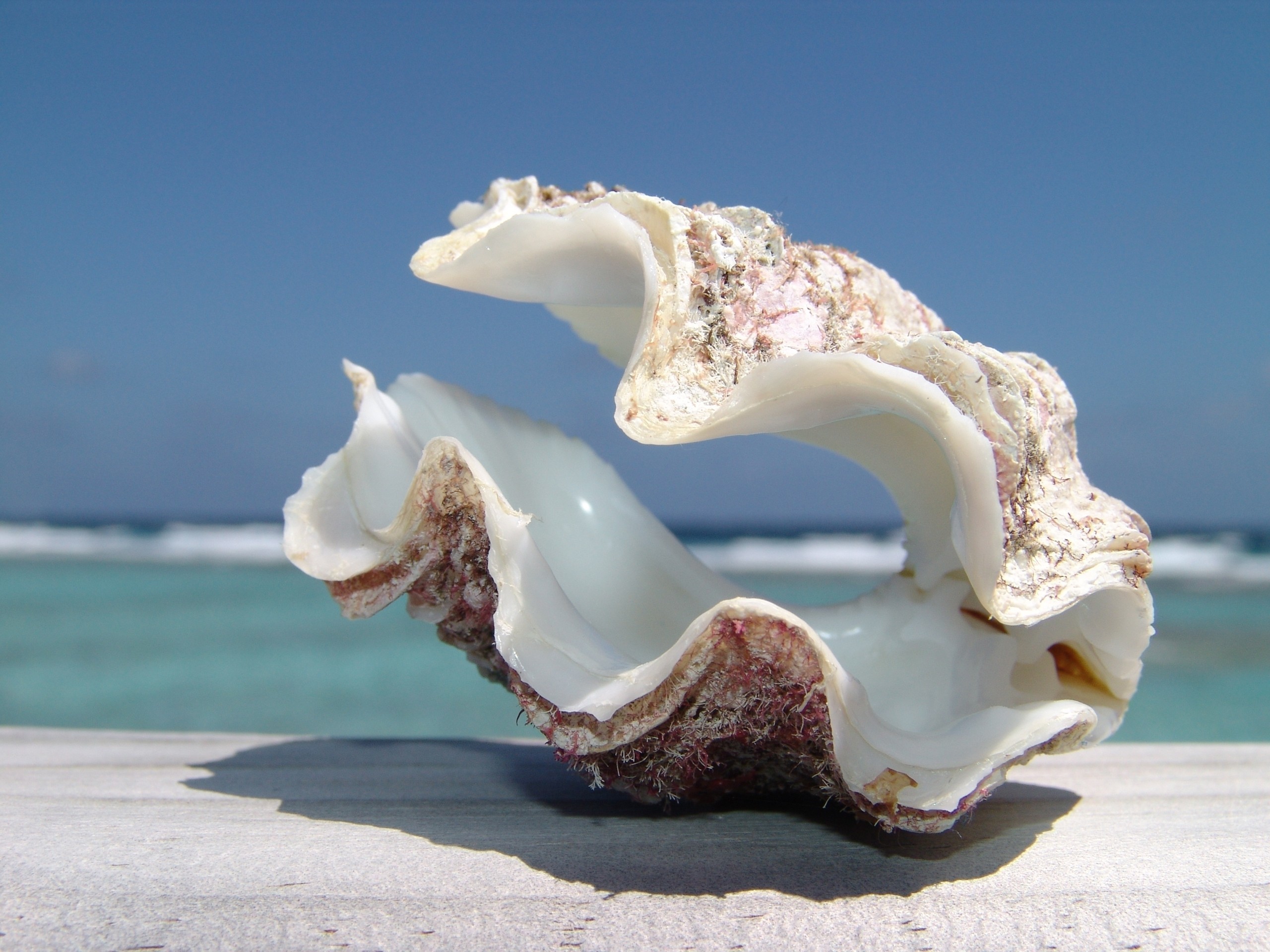 Seashell on a wooden surface