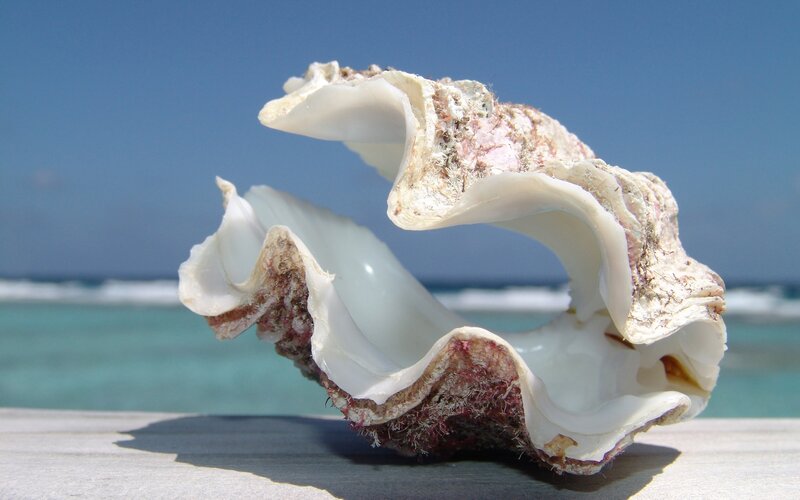 Seashell on a wooden surface