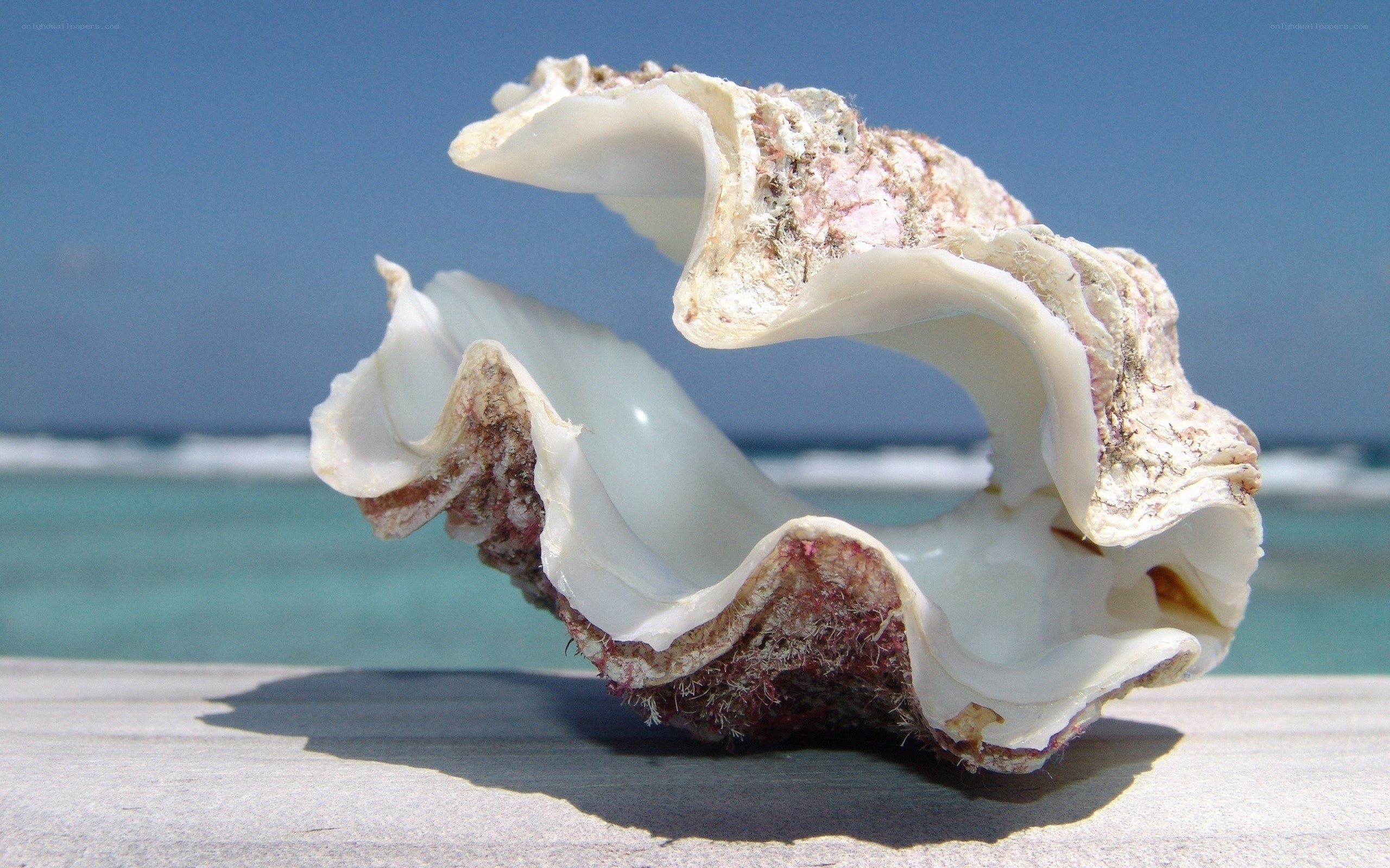 Seashell on a wooden surface