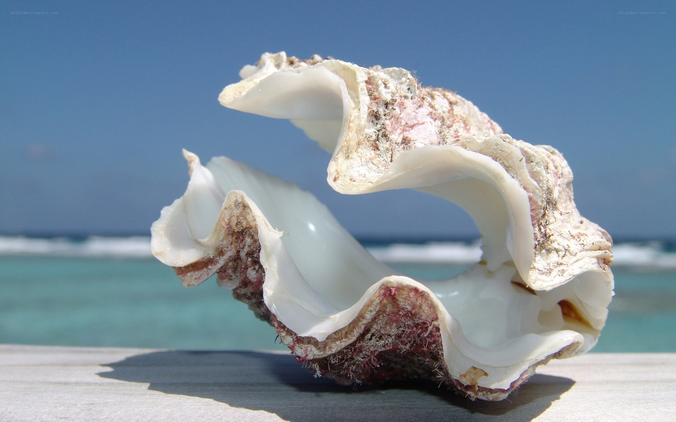 seashell on a wooden surface