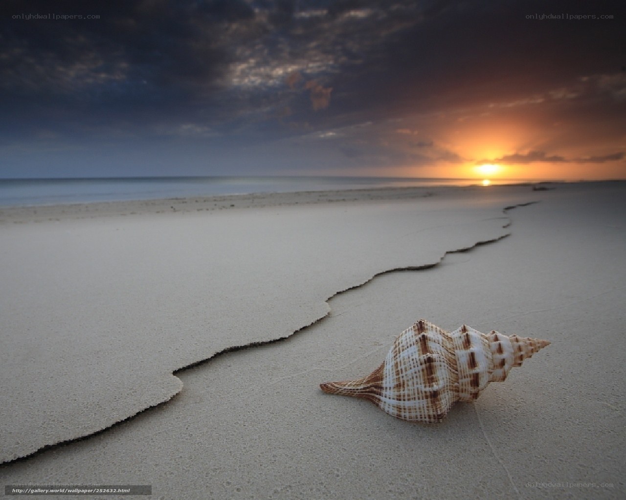 Seashell on beach at sunset