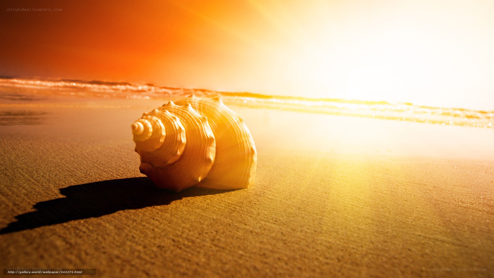 seashell on beach at sunset