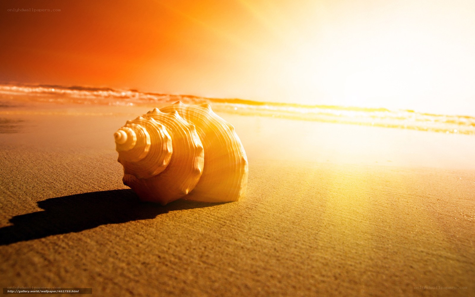 seashell on beach at sunset