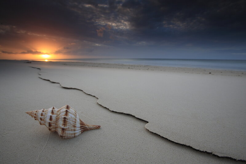 Seashell on beach at sunset