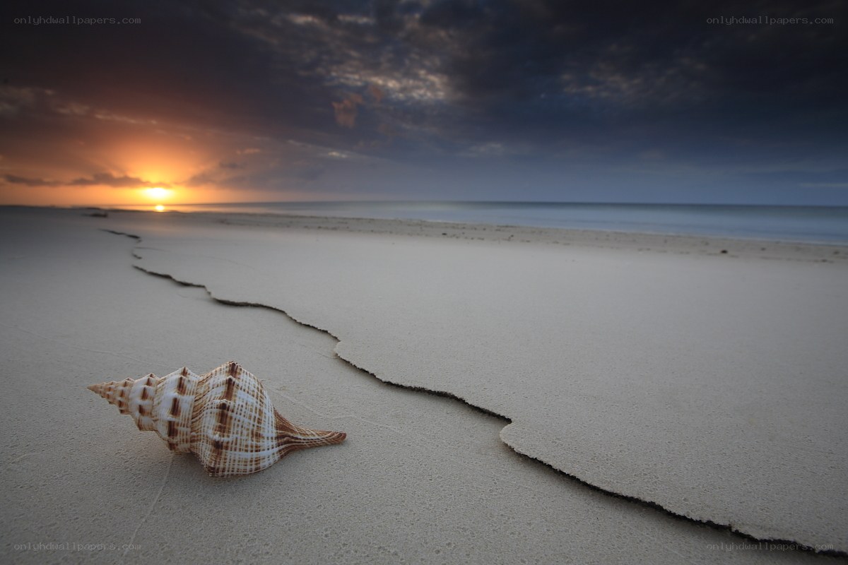 Seashell on beach at sunset