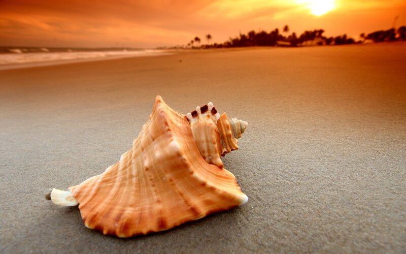 seashell on beach at sunset