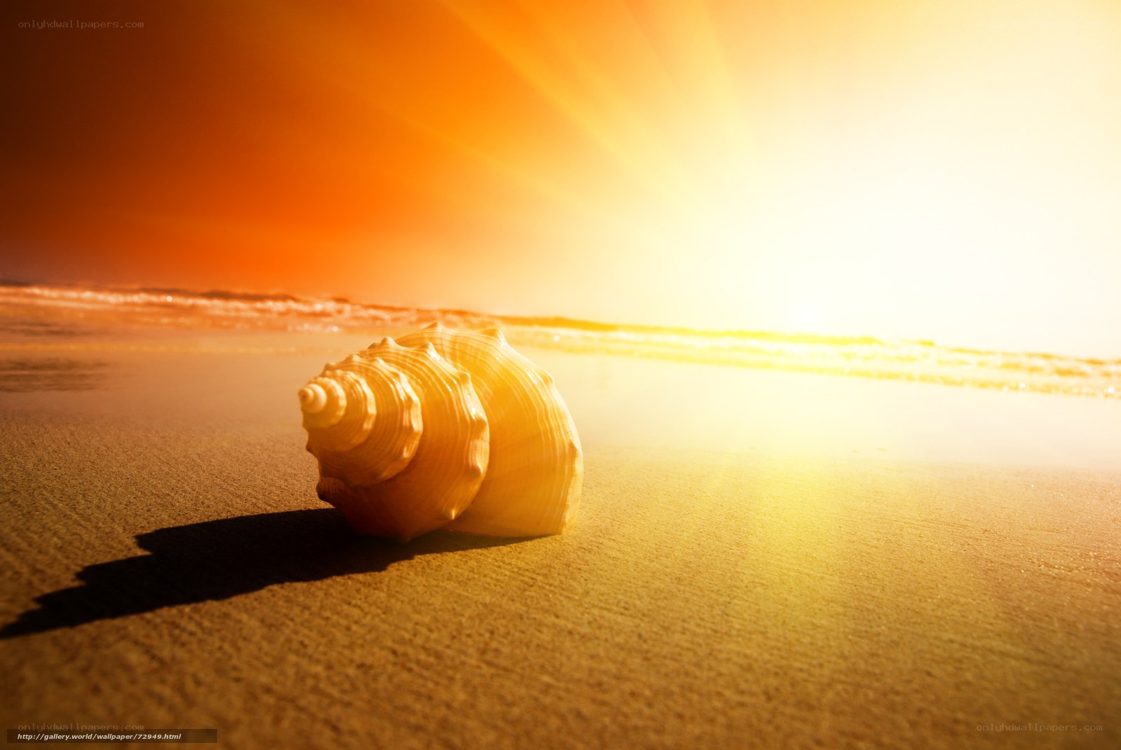 seashell on beach at sunset