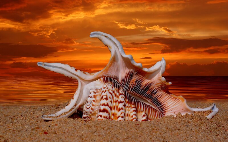 Seashell on beach at sunset