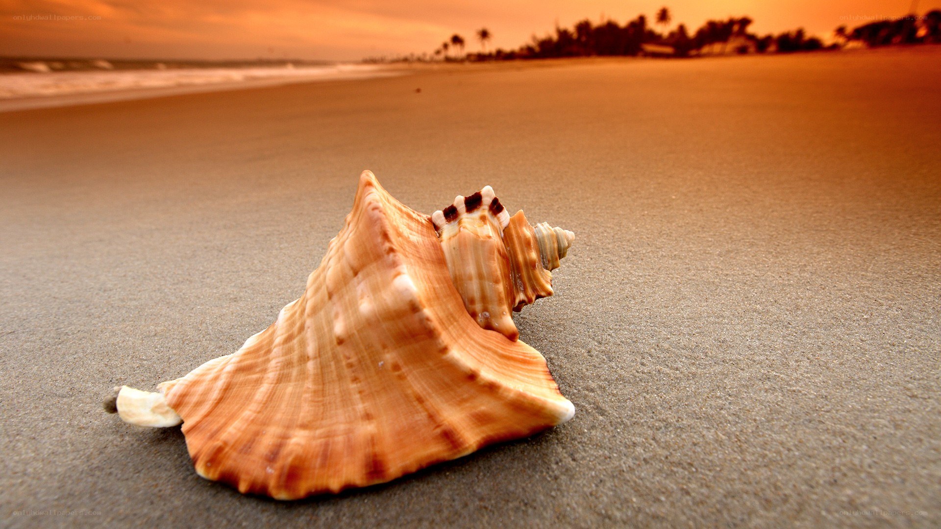 seashell on beach at sunset
