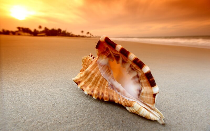 Seashell on beach at sunset
