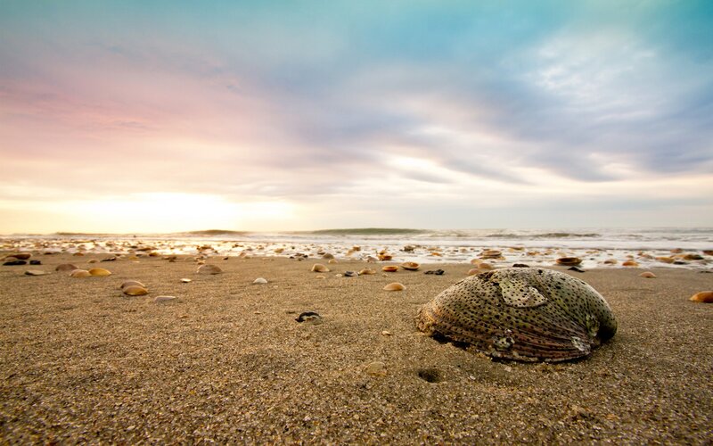 Seashell on beach at sunset