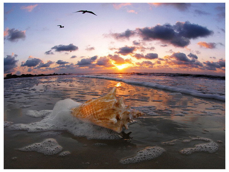 Seashell on beach at sunset