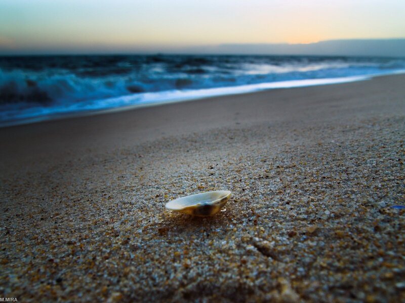 seashell on beach at sunset