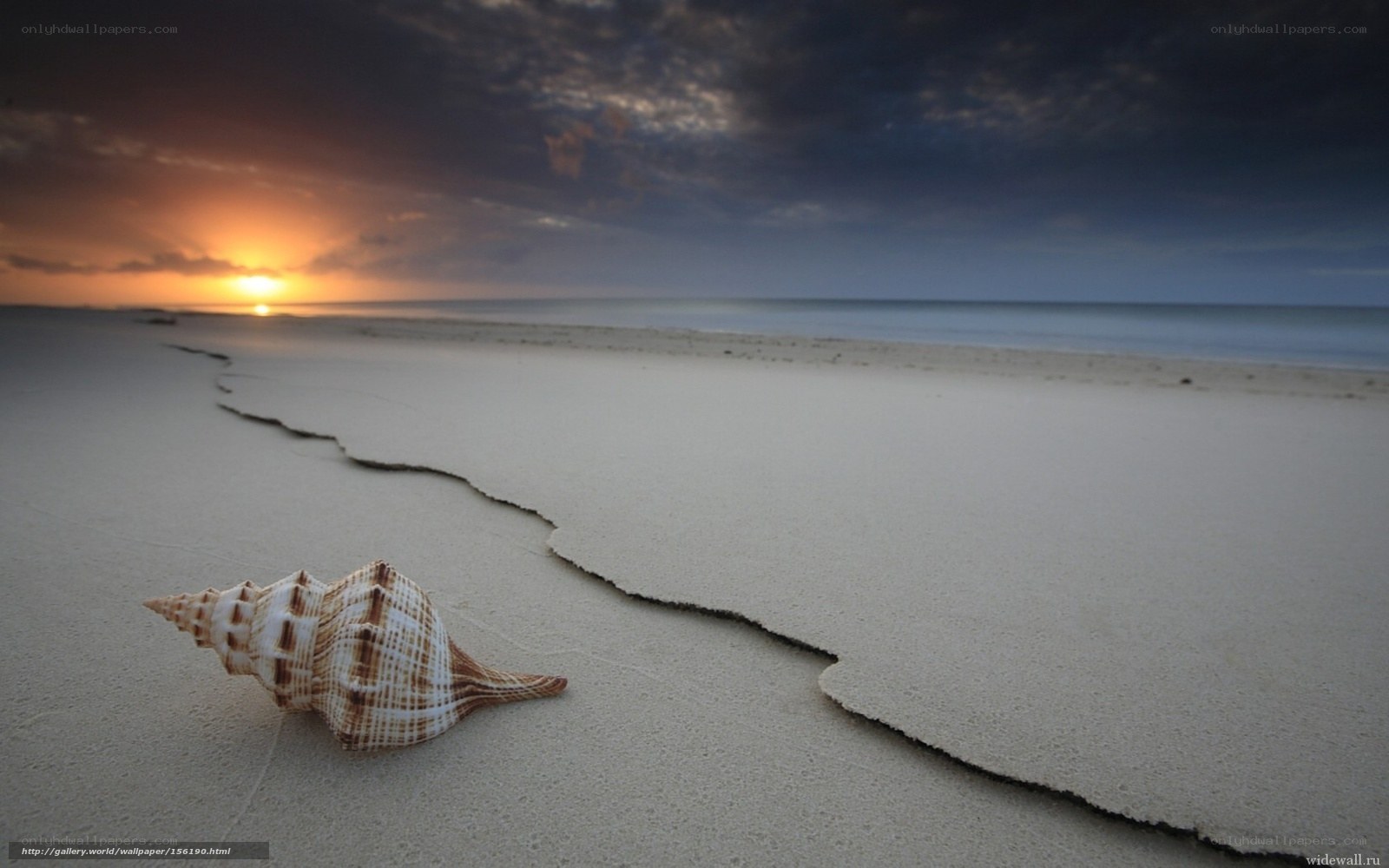Seashell on beach at sunset