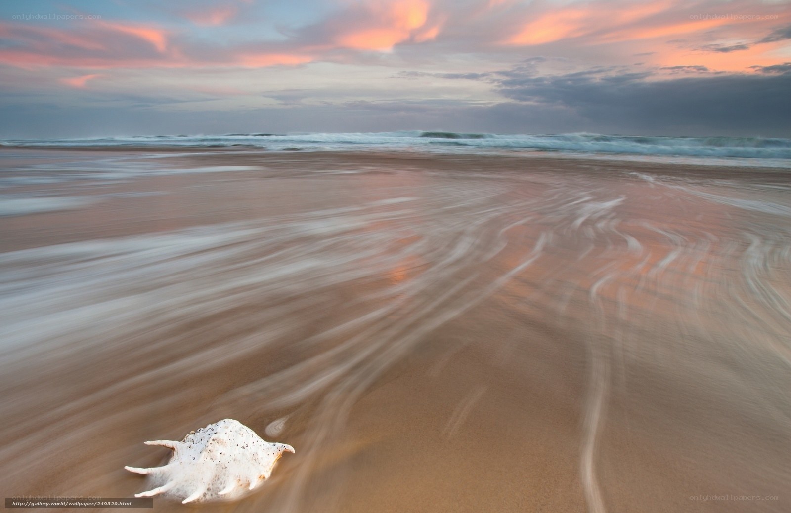 Seashell on beach at sunset