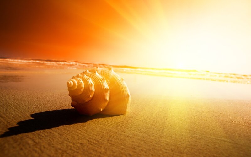 Seashell on beach at sunset