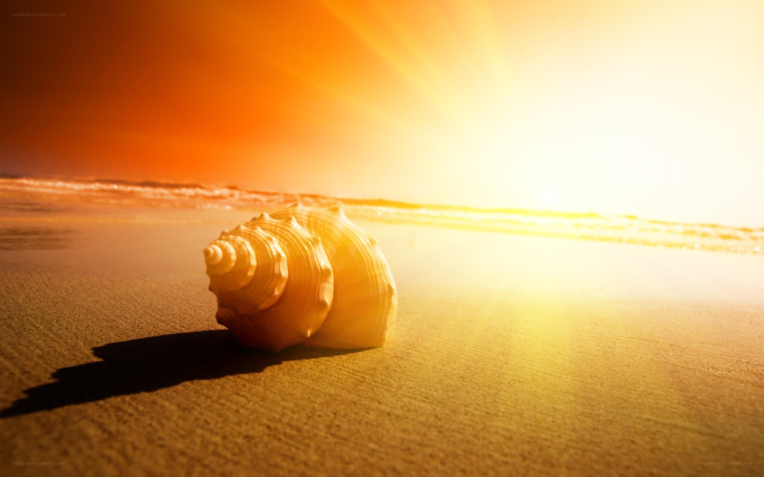 Seashell on beach at sunset