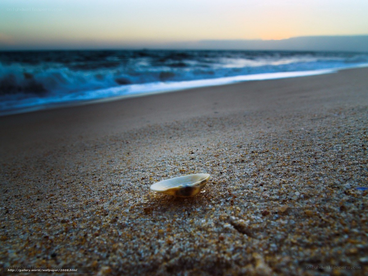 Seashell on beach at sunset