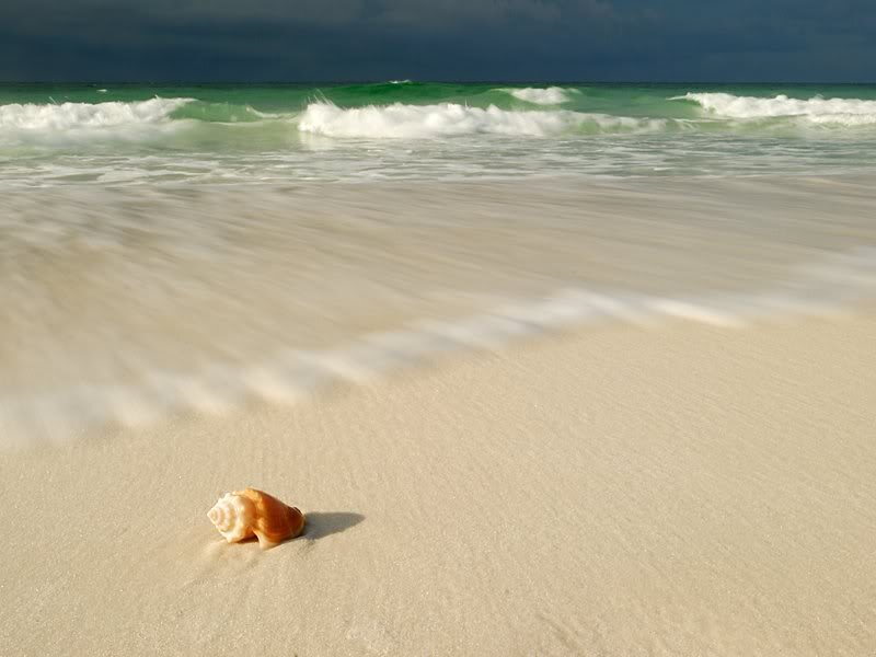 Seashell on Beach — Beige, Dramatic