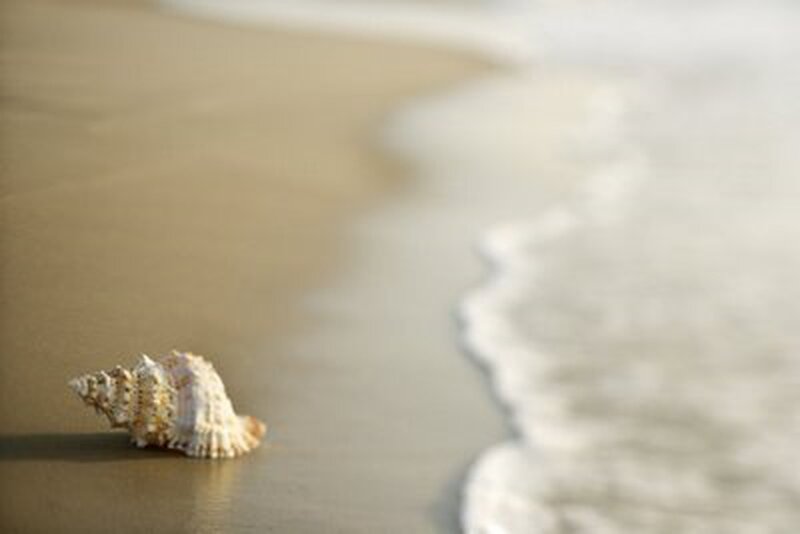 Seashell on Beach — Beige, Serene, Afternoon, Photograph