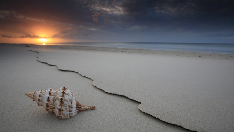 Seashell on Beach — Beige, Serene, Sunset, Photograph, Sand