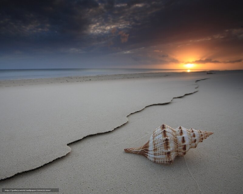 Seashell on Beach — Beige, Serene, Sunset, Photograph