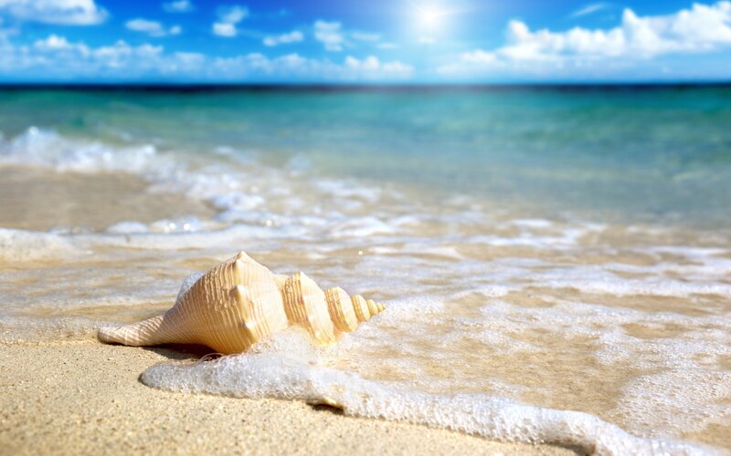 Seashell on Beach — Blue, Serene, Afternoon, Photograph, Sand, Ocean, Sky