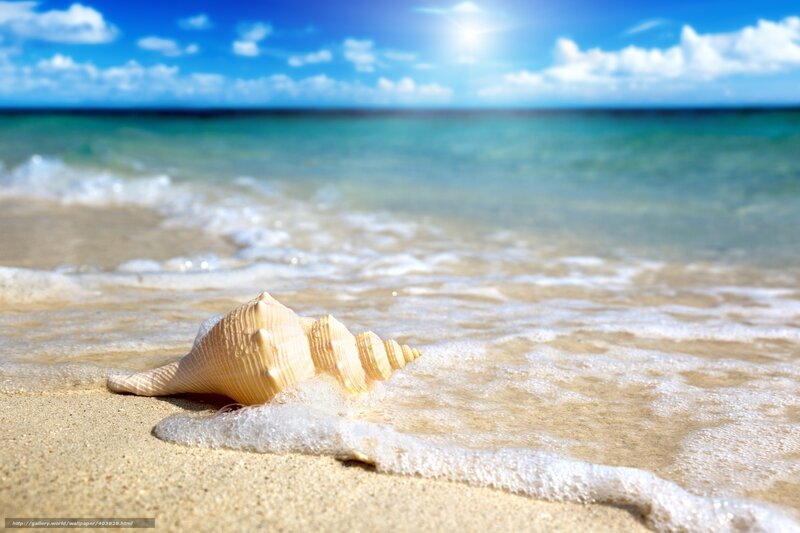 Seashell on Beach — Blue, Serene, Afternoon, Photograph
