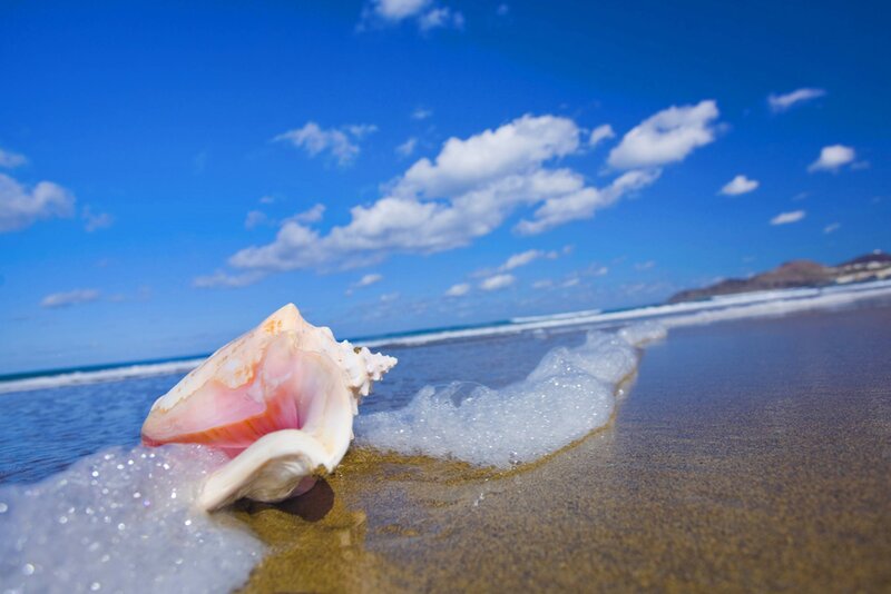 Seashell on Beach — Blue, Serene, Afternoon