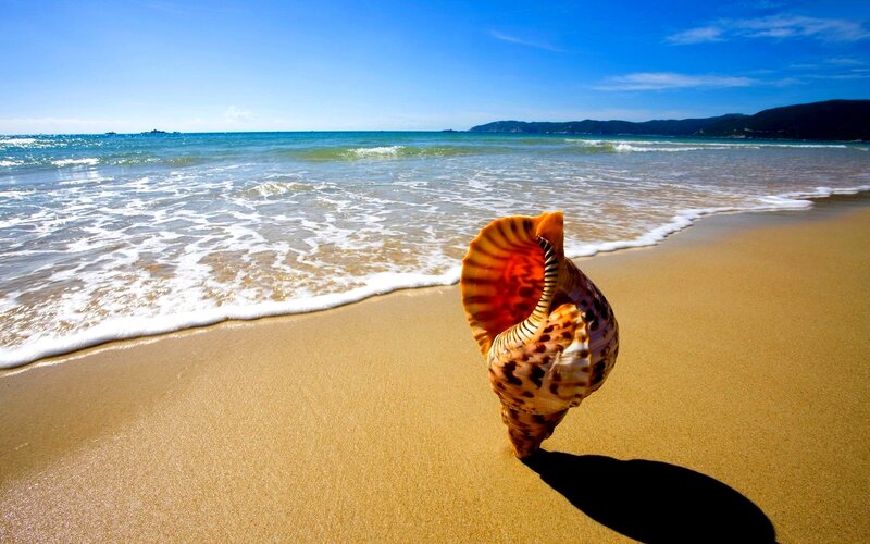 Seashell on Beach — Blue, Serene