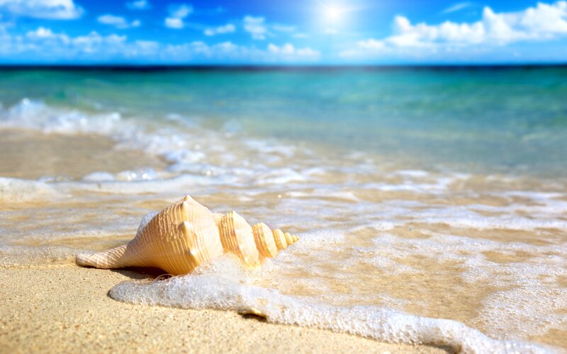 Seashell on Beach — Blue