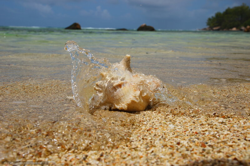 Seashell on Beach — Brown, Serene, Afternoon, Photograph