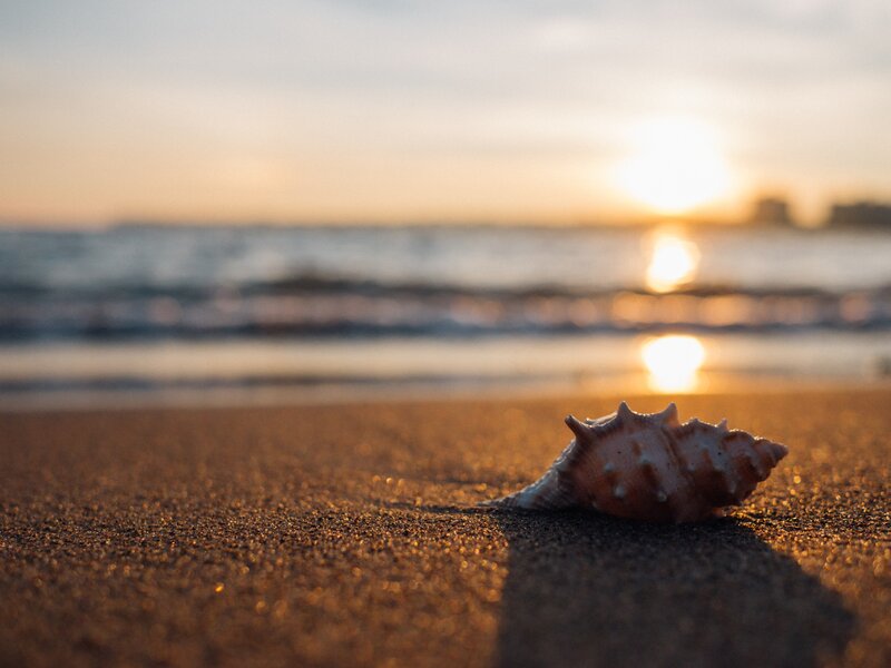 Seashell on Beach — Brown, Serene, Sunset