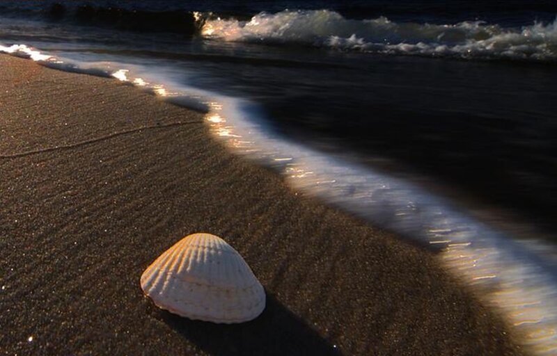 Seashell on Beach — Brown