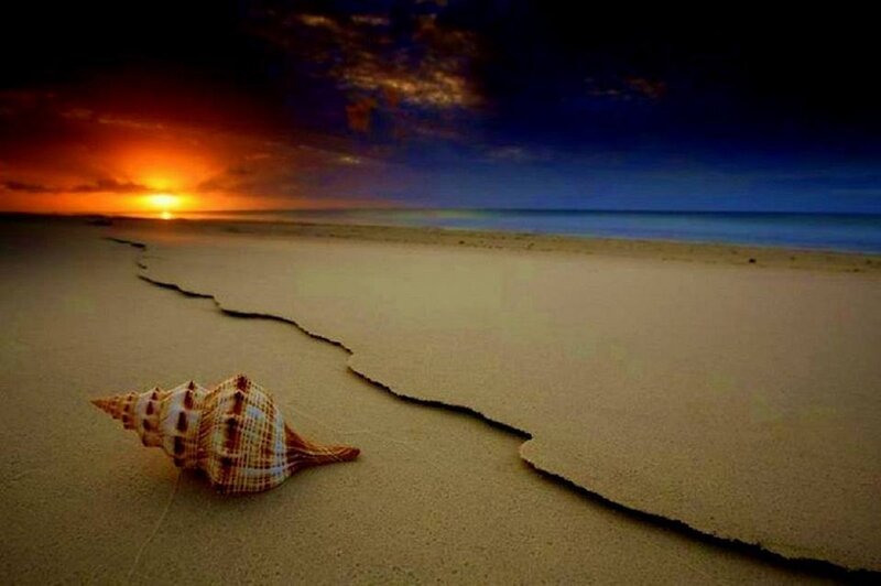 Seashell on Beach — Orange, Dramatic, Sunset